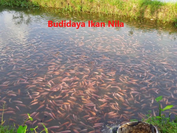 Budidaya Ikan Nila